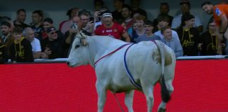 Watch shocking moment BULL gets loose on pitch before Super League clash as players run for their lives